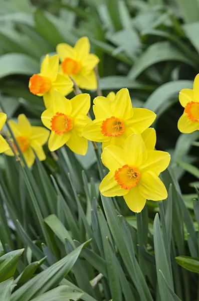 531048 - Daffodil (Narcissus Pinza)