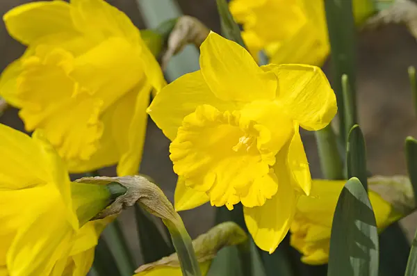495149 - Daffodil (Narcissus Royal Gold)