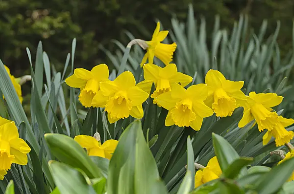 495150 - Daffodil (Narcissus Royal Gold)