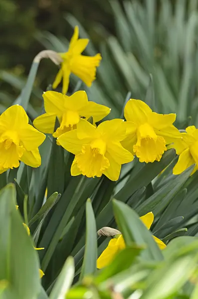 495151 - Daffodil (Narcissus Royal Gold)