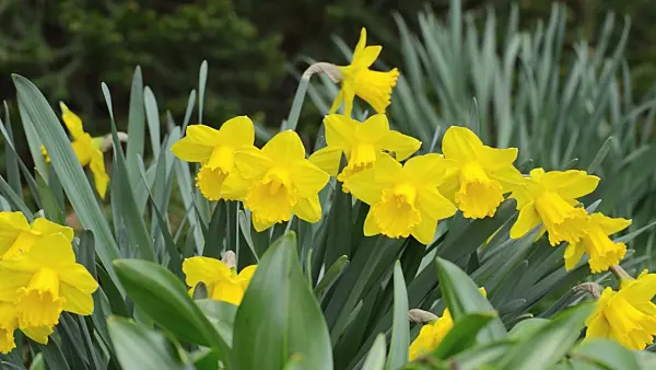 495253 - Daffodil (Narcissus Royal Gold)