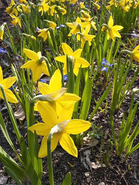 400060 - Daffodils (Narcissus)