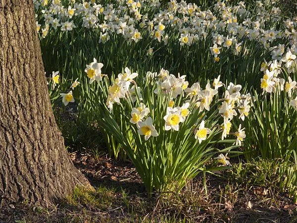 400088 - Daffodils (Narcissus)