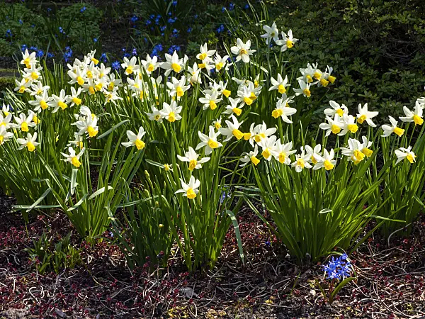 447067 - Daffodils (Narcissus)