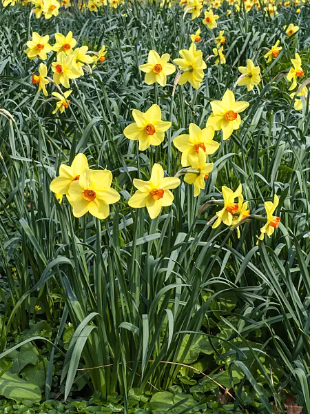 447074 - Daffodils (Narcissus)