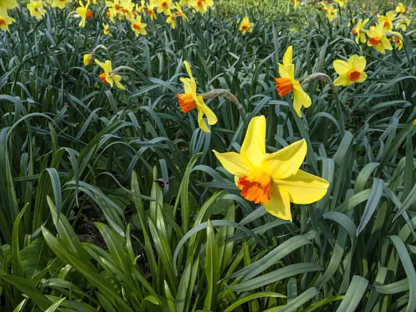 447075 - Daffodils (Narcissus)