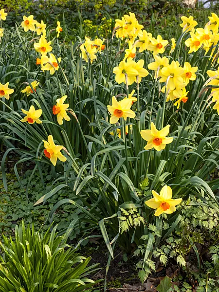447084 - Daffodils (Narcissus)