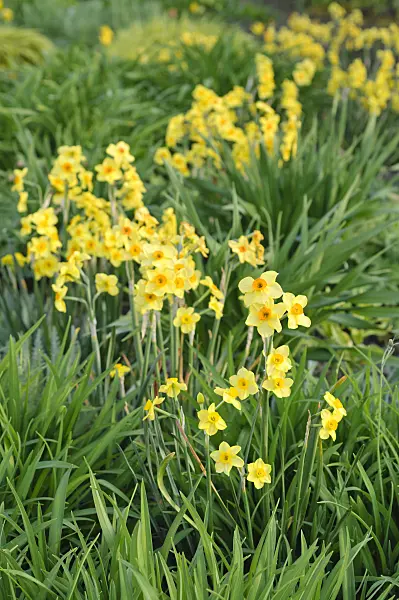 471330 - Daffodils (Narcissus)