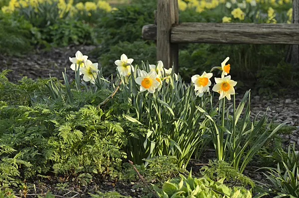 495095 - Daffodils (Narcissus)