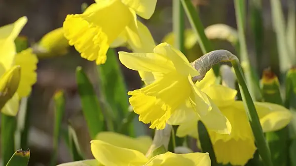 495109 - Daffodils (Narcissus)