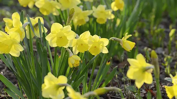 495111 - Daffodils (Narcissus)