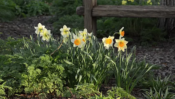 495112 - Daffodils (Narcissus)
