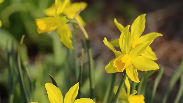 495113 - Daffodils (Narcissus)