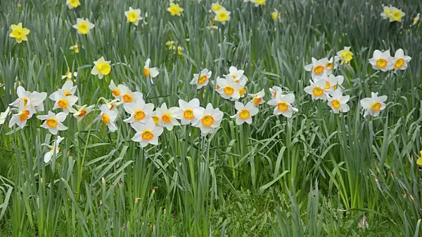 507086 - Daffodils (Narcissus)