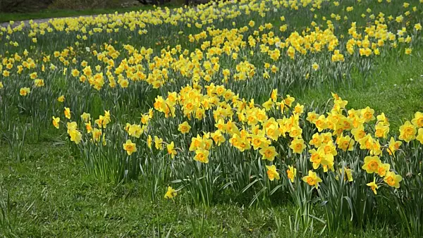 507087 - Daffodils (Narcissus)