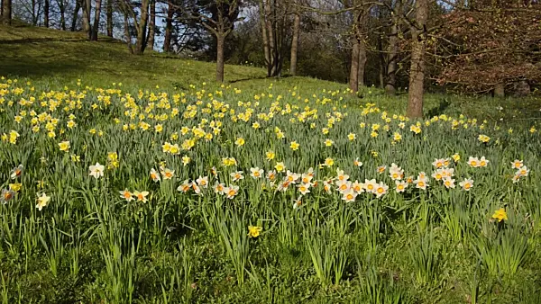 507088 - Daffodils (Narcissus)