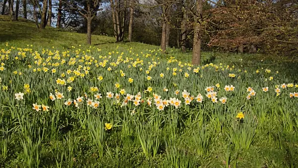 507089 - Daffodils (Narcissus)
