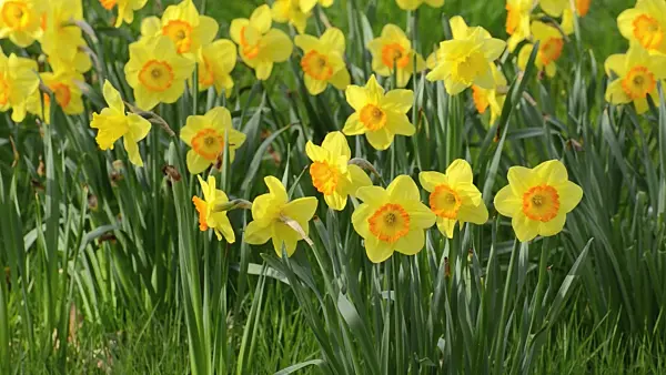 507090 - Daffodils (Narcissus)