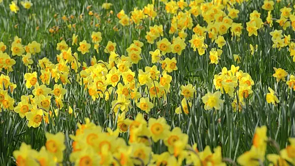 507091 - Daffodils (Narcissus)