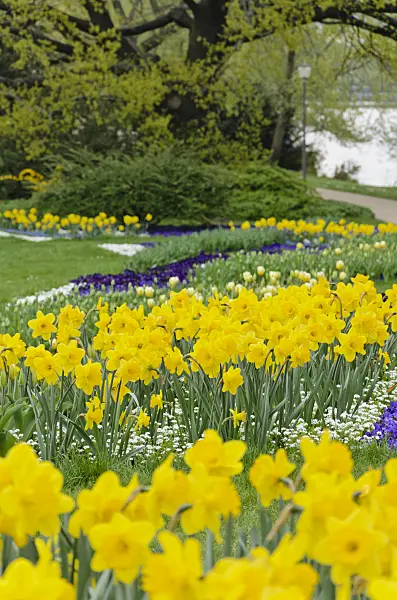 531043 - Daffodils (Narcissus)