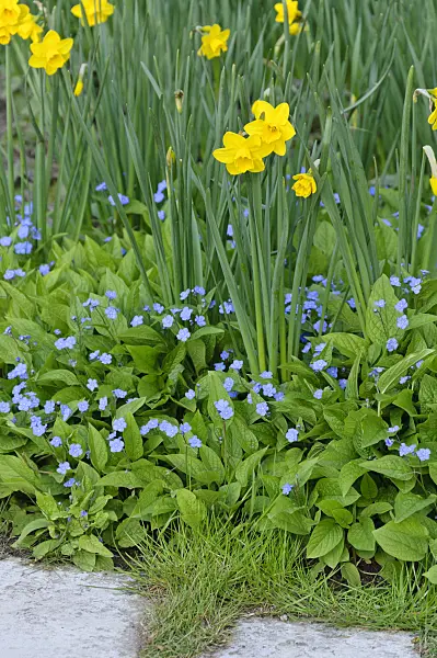 483310 - Daffodils (Narcissus) and blue-eyed Mary (Omphalodes verna)