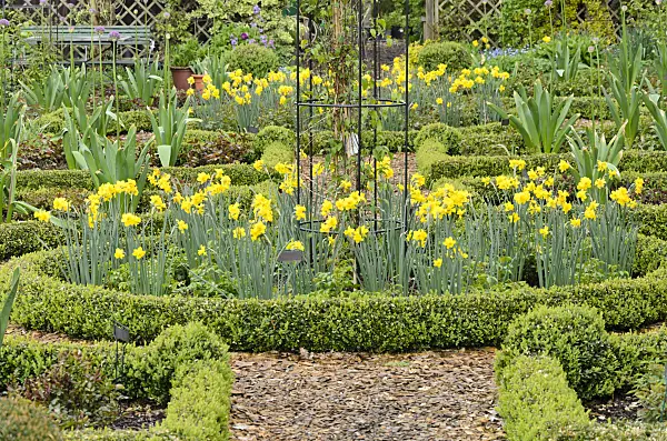 520140 - Daffodils (Narcissus) and boxwood (Buxus) in a rose garden