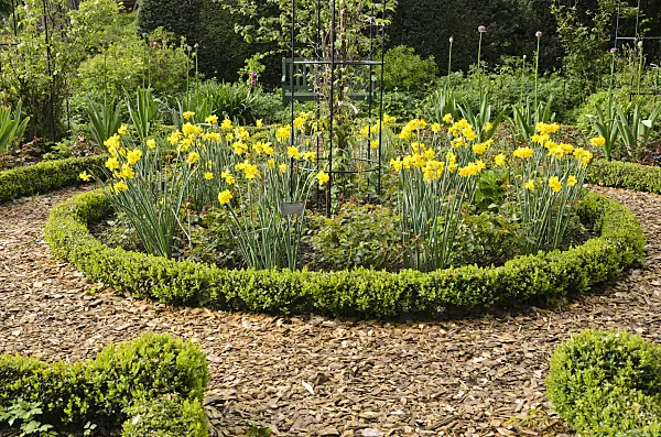 520161 - Daffodils (Narcissus) and boxwood (Buxus) in a rose garden
