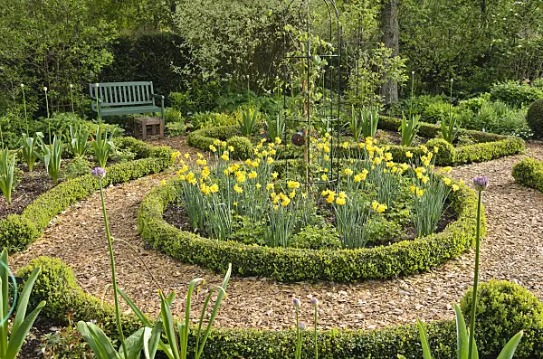 520162 - Daffodils (Narcissus) and boxwood (Buxus) in a rose garden