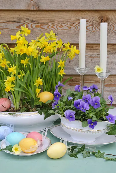 479057 - Daffodils (Narcissus) and horned pansies (Viola cornuta)
