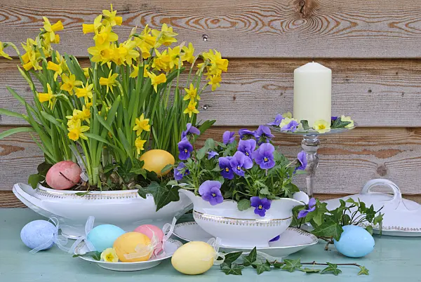 479058 - Daffodils (Narcissus) and horned pansies (Viola cornuta)