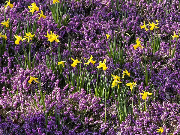 447015 - Daffodils (Narcissus) and winter heather (Erica carnea syn. Erica herbacea)