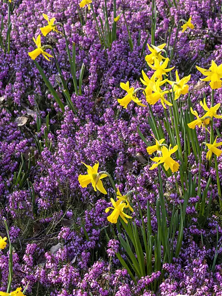 447016 - Daffodils (Narcissus) and winter heather (Erica carnea syn. Erica herbacea)