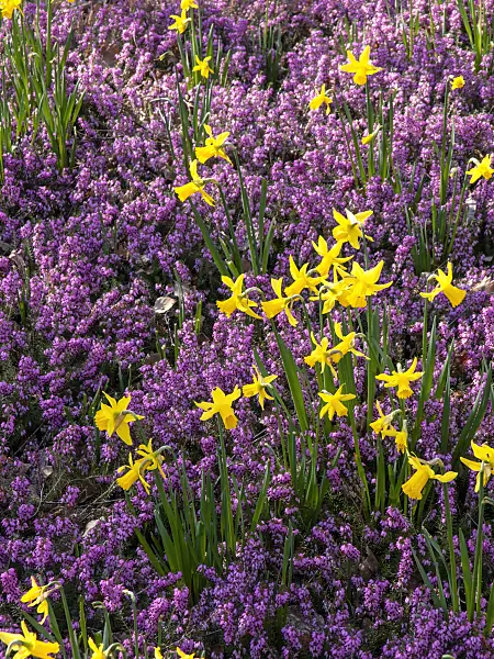 447017 - Daffodils (Narcissus) and winter heather (Erica carnea syn. Erica herbacea)