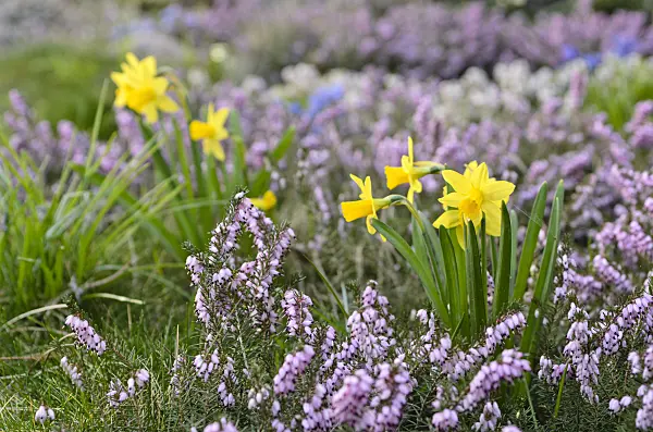 495016 - Daffodils (Narcissus) and winter heather (Erica carnea syn. Erica herbacea)