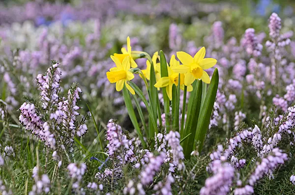 495017 - Daffodils (Narcissus) and winter heather (Erica carnea syn. Erica herbacea)