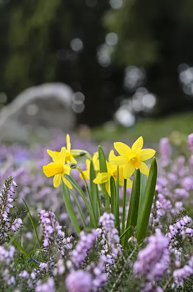495018 - Daffodils (Narcissus) and winter heather (Erica carnea syn. Erica herbacea)