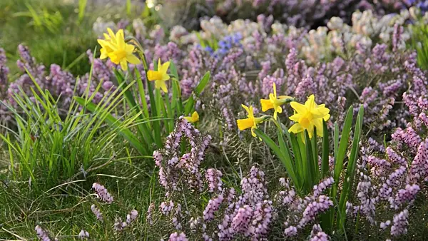495030 - Daffodils (Narcissus) and winter heather (Erica carnea syn. Erica herbacea)