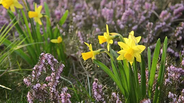 495031 - Daffodils (Narcissus) and winter heather (Erica carnea syn. Erica herbacea)