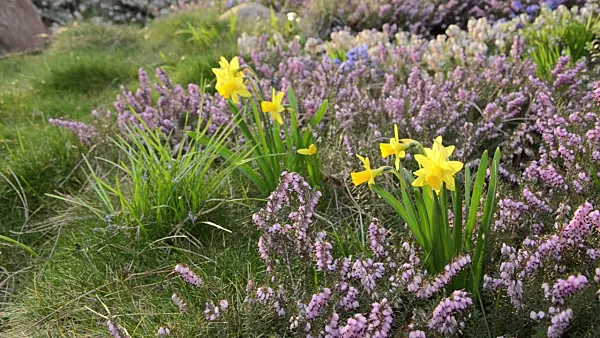 495032 - Daffodils (Narcissus) and winter heather (Erica carnea syn. Erica herbacea)