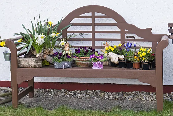 543016 - Daffodils (Narcissus), violets (Viola), primroses (Primula) and grape hyacinths (Muscari) in flower pots on a garden bench