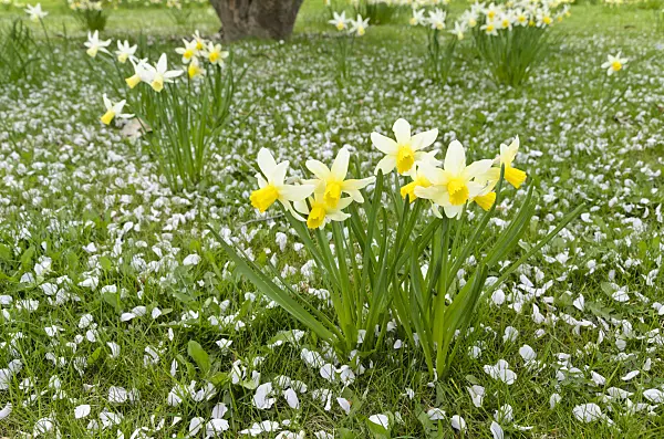 495086 - Daffodils (Narcissus) with cherry flowers
