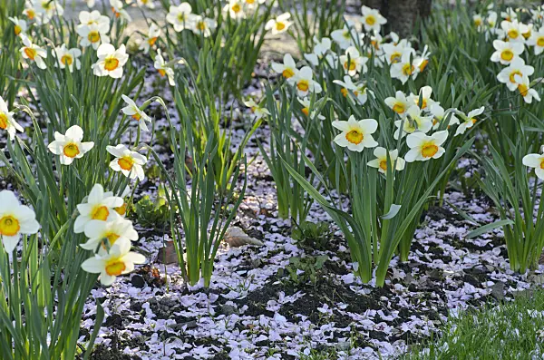495129 - Daffodils (Narcissus) with cherry flowers