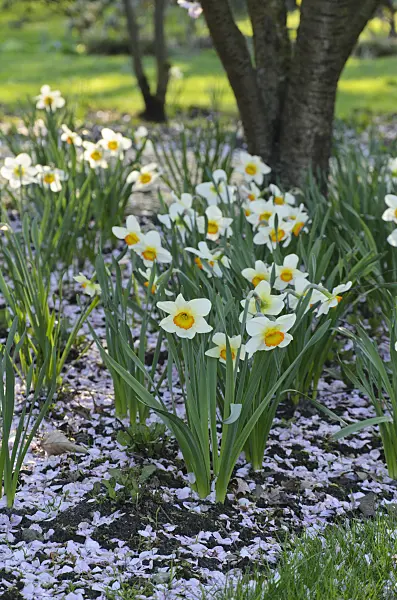 495130 - Daffodils (Narcissus) with cherry flowers