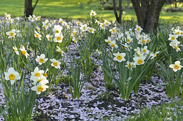 495131 - Daffodils (Narcissus) with cherry flowers