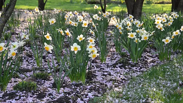 495142 - Daffodils (Narcissus) with cherry flowers