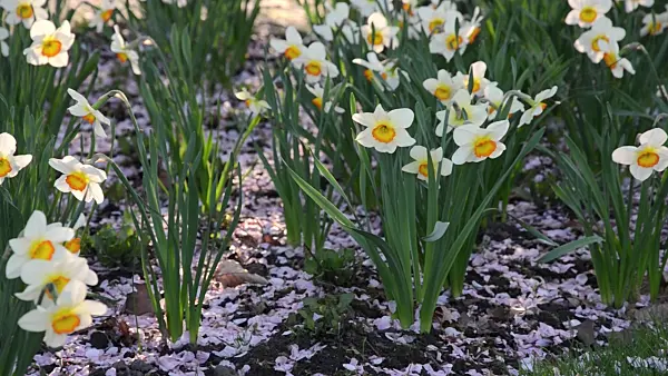 495143 - Daffodils (Narcissus) with cherry flowers