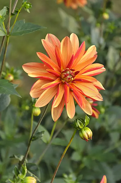 488069 - Dahlia à fleurs d'orchidée (Dahlia Jescot Julie)