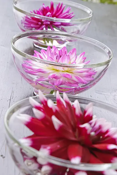 475283 - Dahlia blossoms in glass bowls