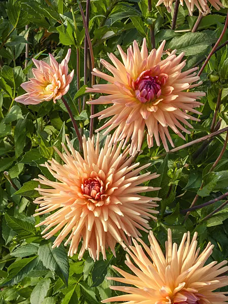 405062 - Dahlia cactus (Dahlia Beretta)