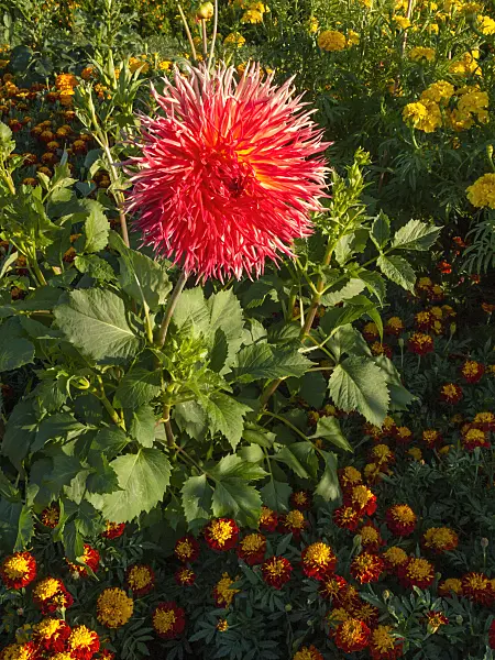 404056 - Dahlia cactus (Dahlia Karen) et tagète (Tagetes)